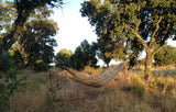 Tree Runner